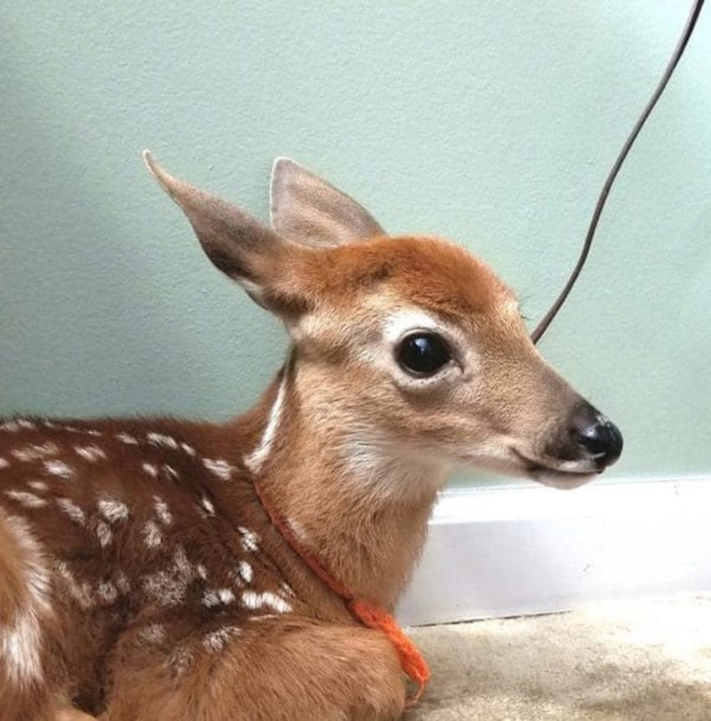 Woman Leaves Back Door Open As Storm Approaches And Later Finds 3 Baby Deer  Seeking Shelter