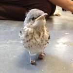 Baby bird injured feet
