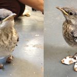 Flip Flops to help this little bird heal