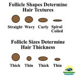 Follicle shapes UC