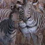 The Group Of Zebras