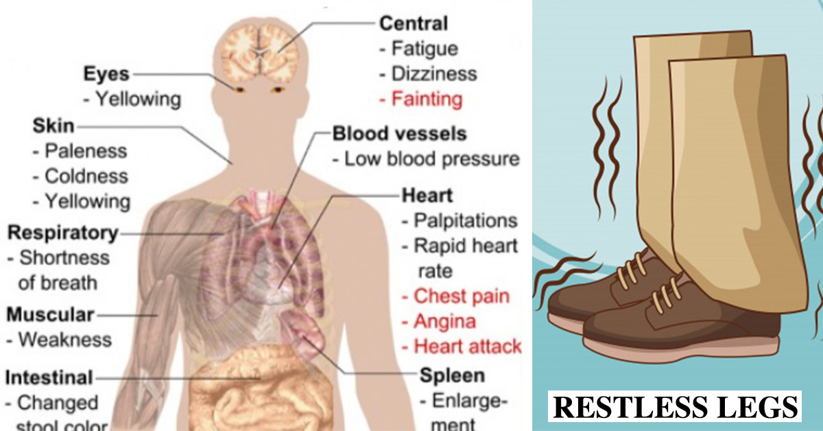 why the body needs iron