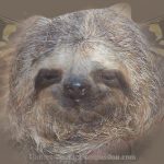 1Sloth