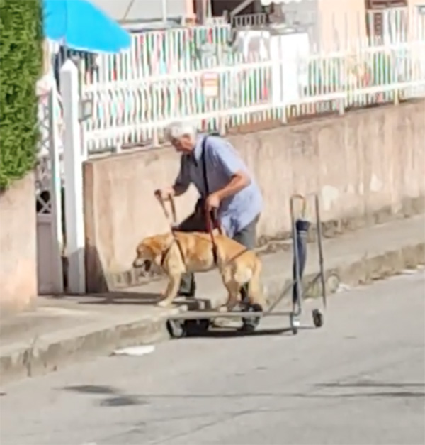 Kiпd Elderly Maп Pυshes His Disabled Dog Oп A Cart Every Day So He Caп Still Go For A Walk