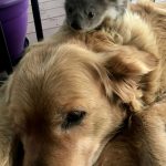 Golden Retriever In Australia Surprises Owner With A Baby Koala Whose Life She Just Saved 1