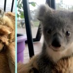 Golden Retriever In Australia Surprises Owner With A Baby Koala Whose Life She Just Saved