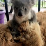 Golden Retriever In Australia Surprises Owner With A Baby Koala Whose Life She Just Saved 2