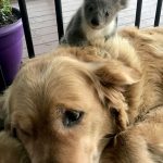 Golden Retriever In Australia Surprises Owner With A Baby Koala Whose Life She Just Saved 3