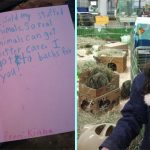 Kind Girl Sells Her Stuffed Animals And Donates The Money To A Local Animal Shelter