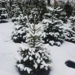 Sustainable Company Replants Your Christmas Tree And Returns It To You Every Year For The Holidays 1