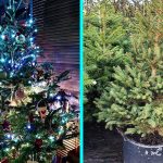 Sustainable Company Replants Your Christmas Tree And Returns It To You Every Year For The Holidays